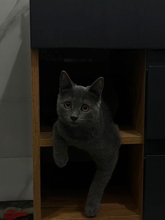 Отдам котика в добрые руки