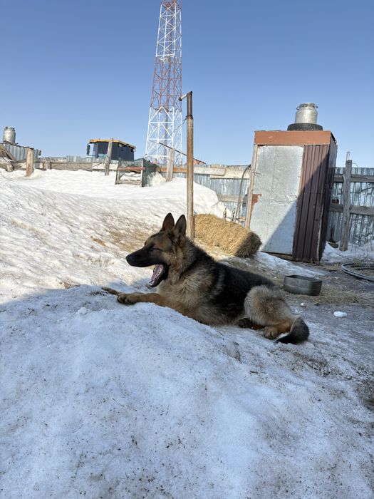 Офчарка  немецки