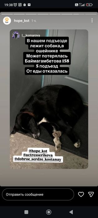 Найдена собака в центре, с ошейником