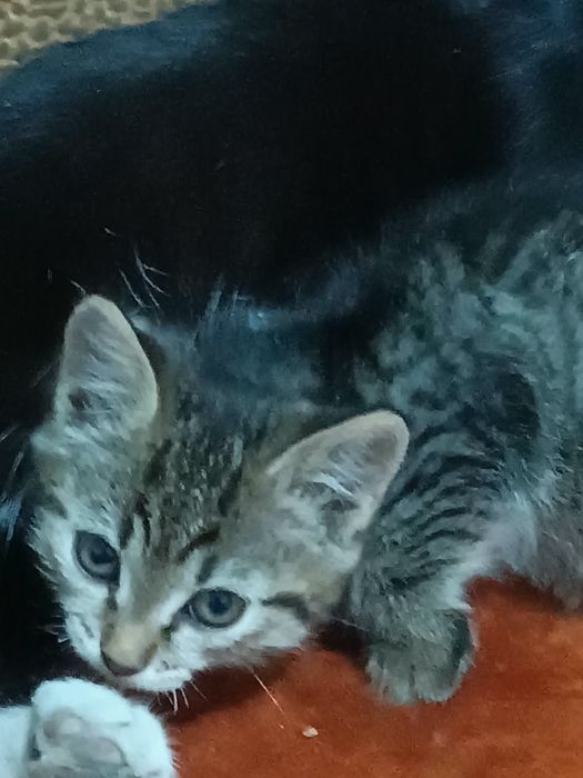 Отдам котят в добрые руки