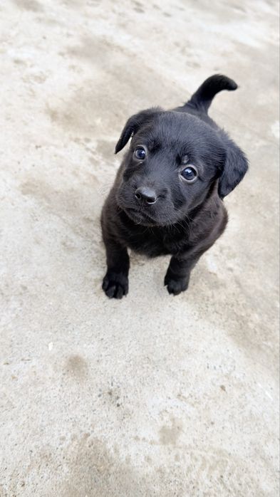 Отдам щенков в добрые руки