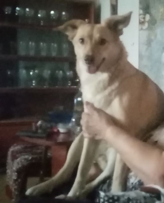 Щенок, мальчик,кабель