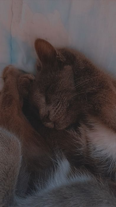 Отдам котика в добрые руки