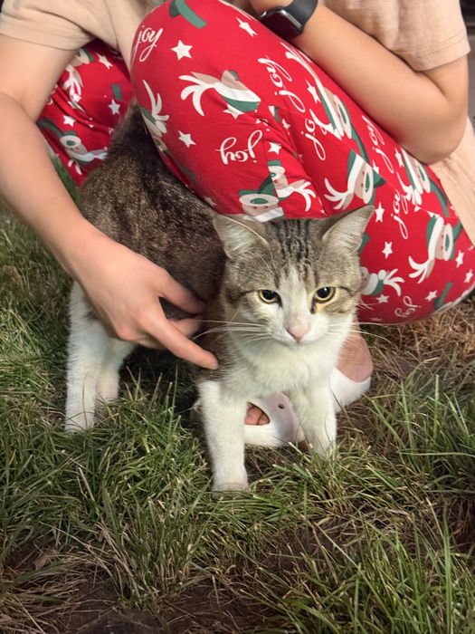 Ищу дом для котенка