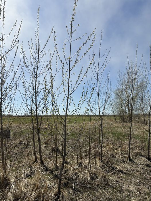 Продам тополь Пирамидальные клен сосна береза