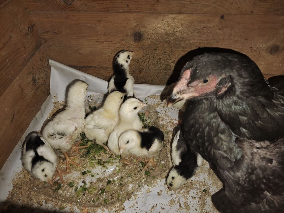 Бойцовый дакан балапандар сатылады