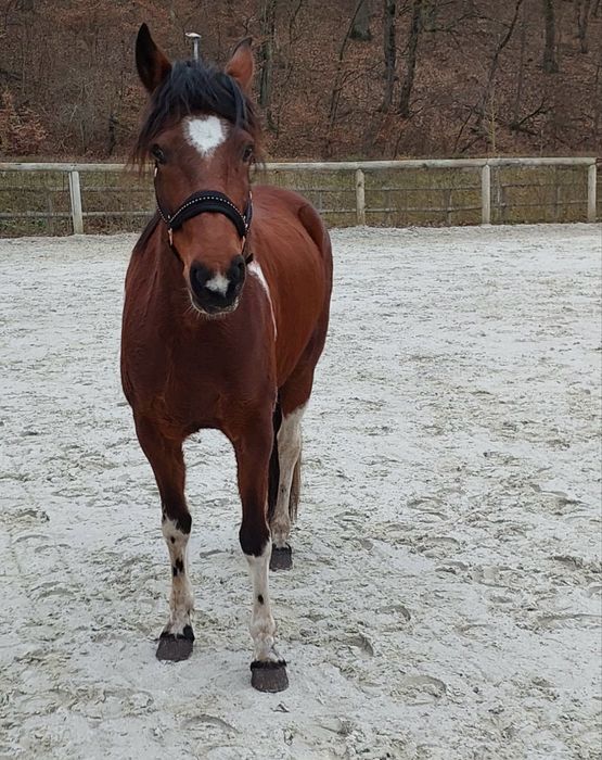 Vand iapa tanara va rog sunati cu incredere