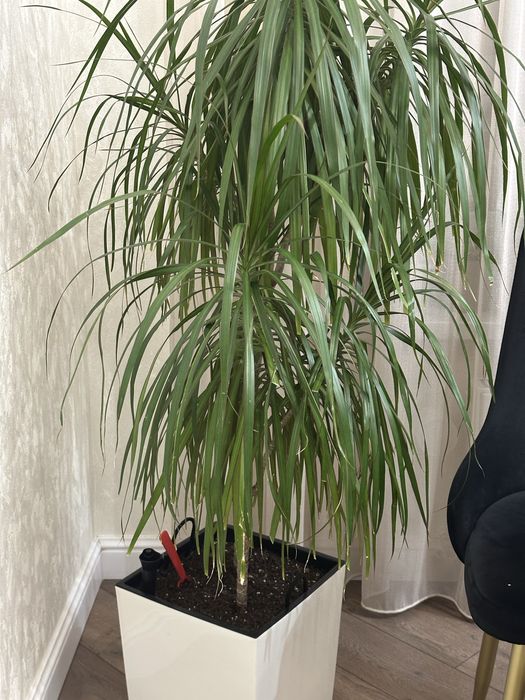 Продам  драцену окаймлённая