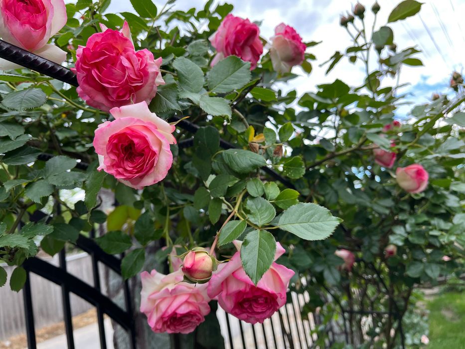 Trandafir urcator Eden Rose