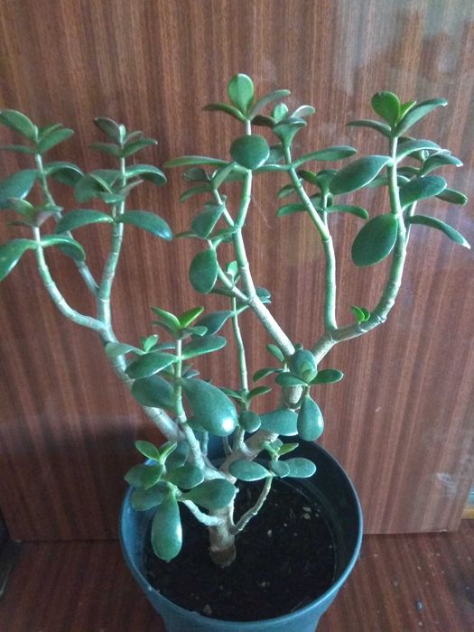 денежные деревья.