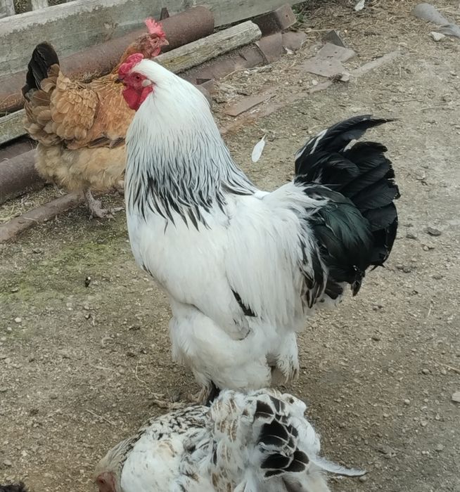 Продам петухов Брама