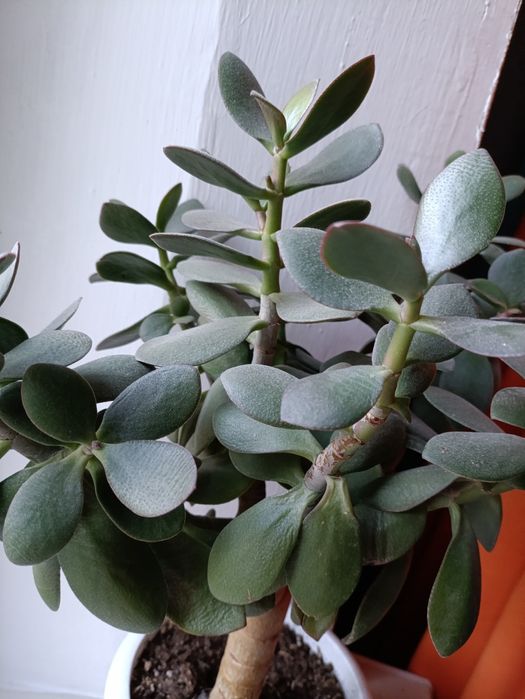 Толстянка, денежное дерево