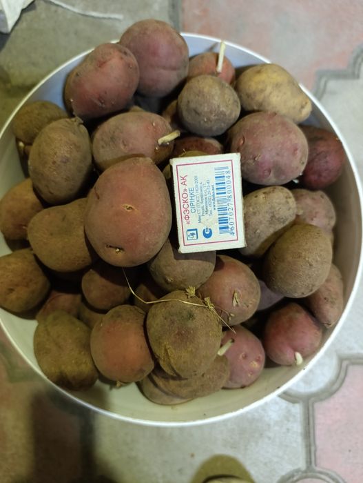 Продам картошку семенную