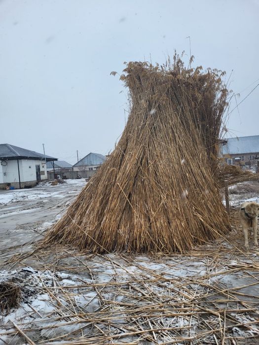 Камыс бар Жаналык ауылы