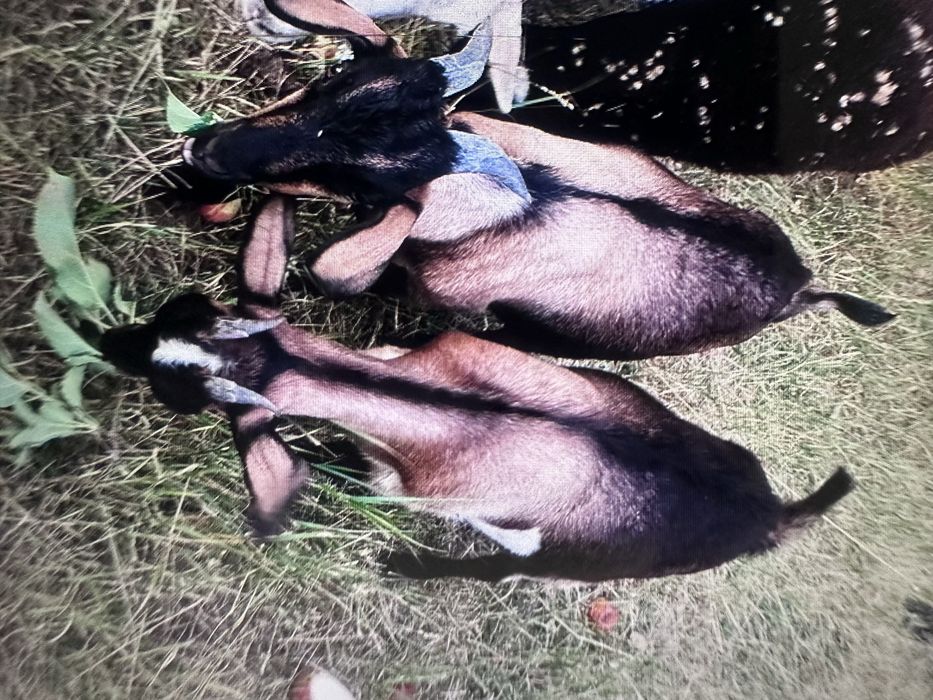 Продам козлят помеси