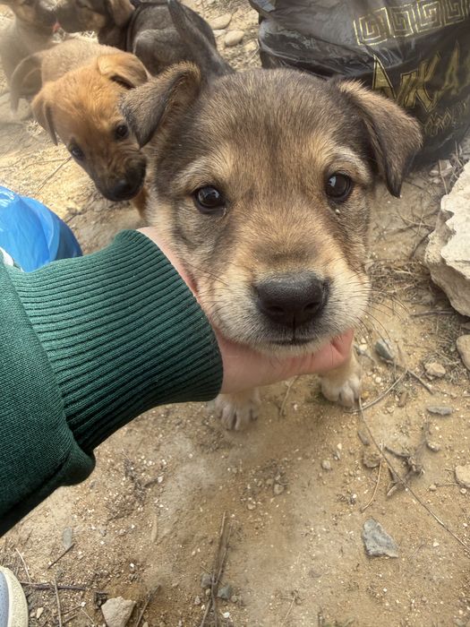 Щенята в Актау добрые руки