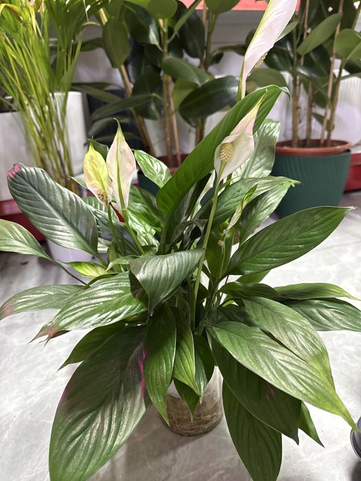 Женское счастье распродажа