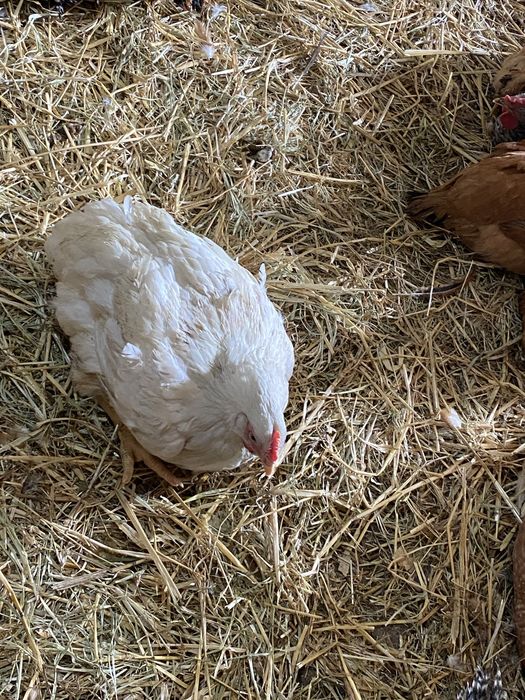 Pui de carne si pui  Kabir