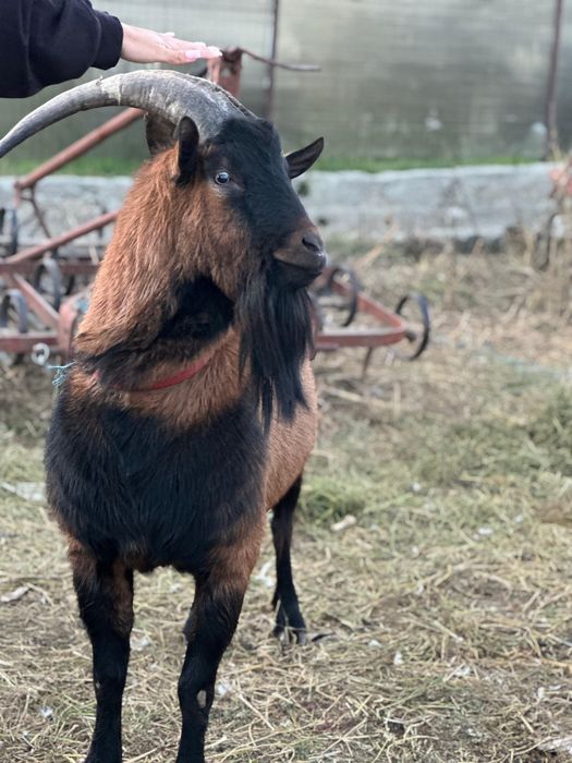 Vand țap alpin-francez