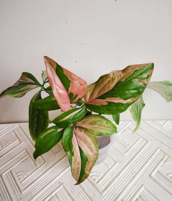 Продаю сингониум Би Колор ( очень красивый редкий сорт )