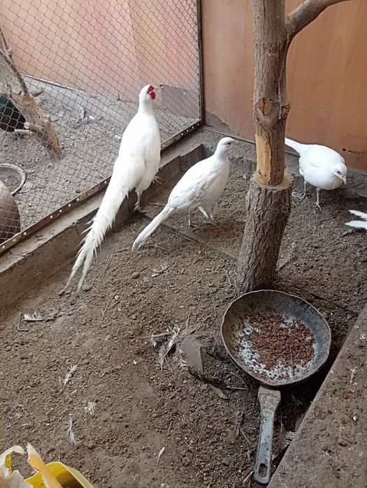 Фазан - кыргауыл