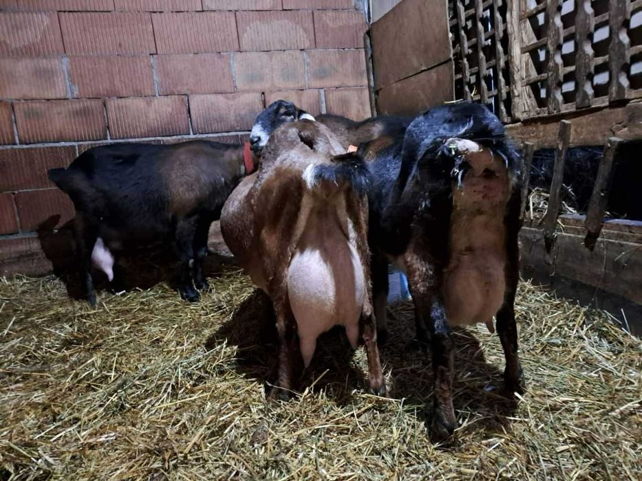 Tapisor/tapi si o ieduta Anglonubian de vanzare