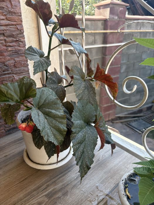 Цветы комнатные разные