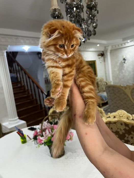 В добрые руки котик
