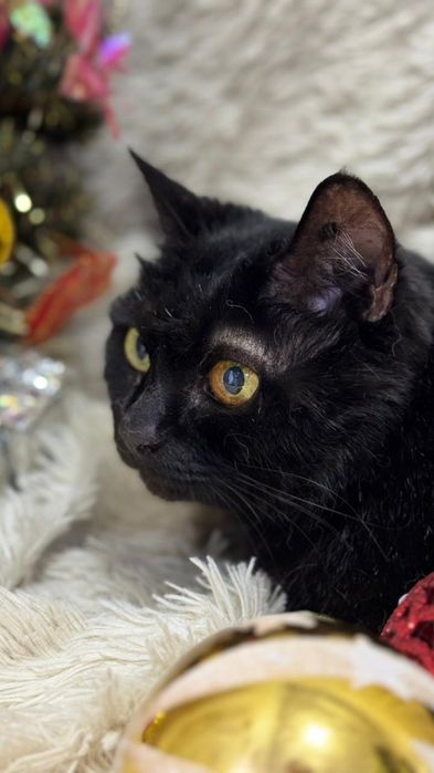 Отдаю кошку даром