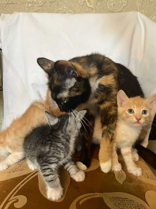 Очаровательные котята