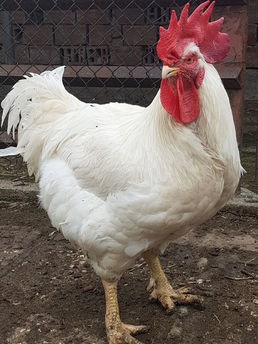 Кокошки Бройлери млади, кокошки, пилета,