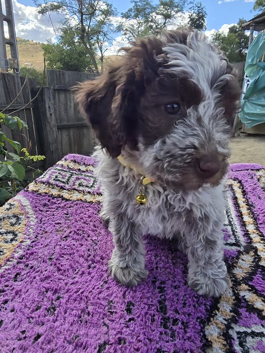 Femelă Lagotto Romagnolo – Rasă pură, 1 lună și jumătate