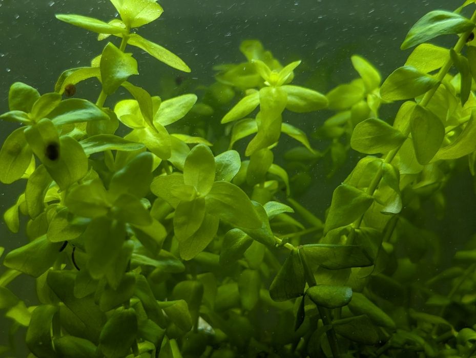 Бакопа аквариумное растение