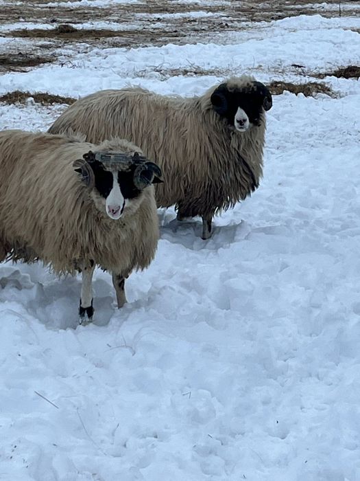 Vand doi berbecuti noatini