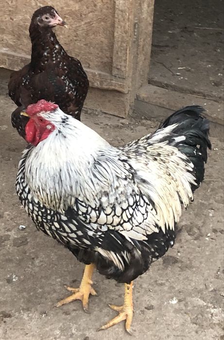 Pui de gaina metisi din rase f bune