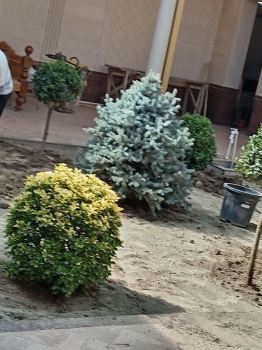 Gazon  archa  gul  darqx