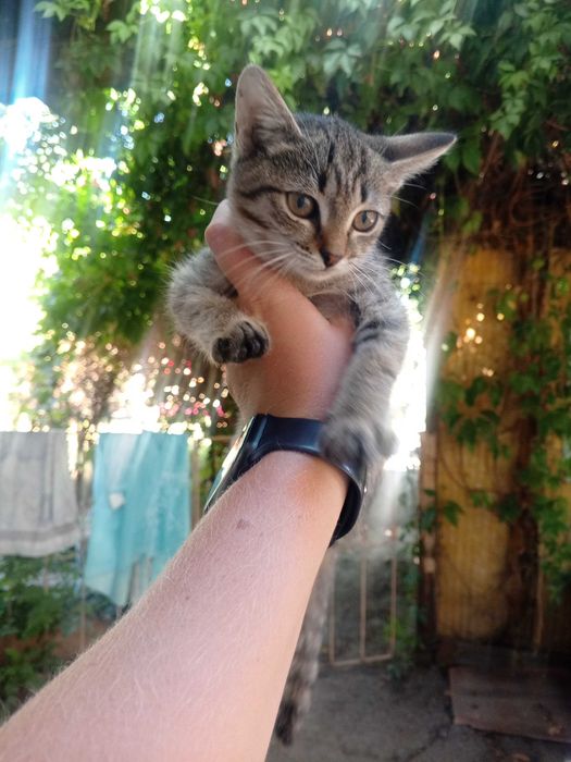 Отдам котят в добрые руки
