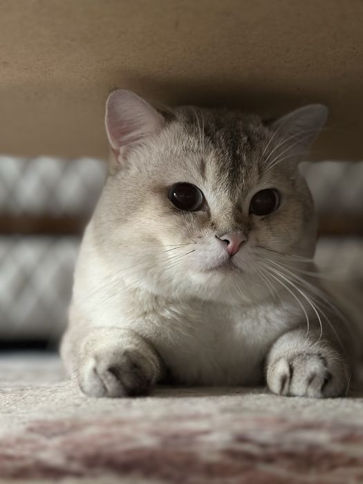Британский шиншилла кот, здоровый и ухоженный