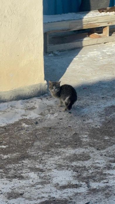 СРОЧНО! Котята в добрые руки