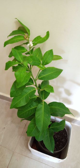 лимони-лимонови дръвчета