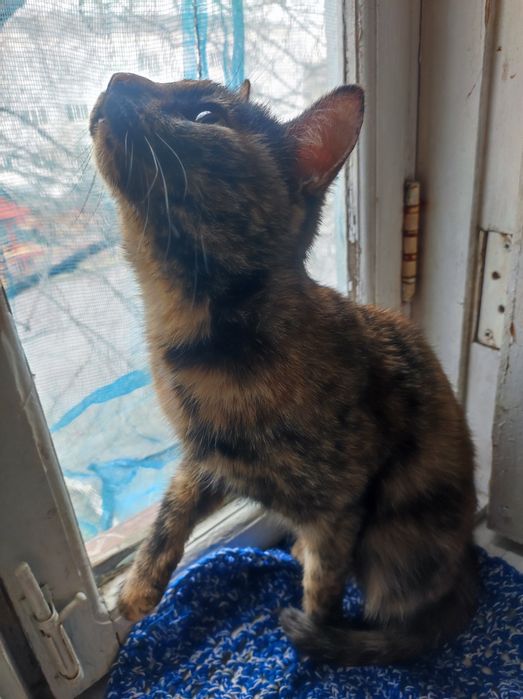 Котёнок для бабушки 5месяцев