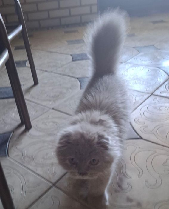 Продаю кошку, пародистую