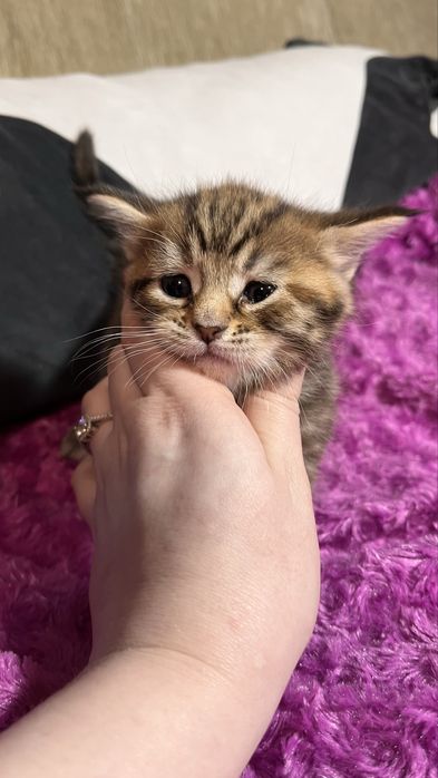 Отдам котяток/породистые