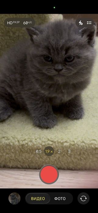 Шотландские веслоухие и прямоухие кошки