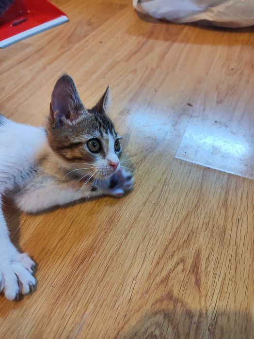 Котенце търси дом