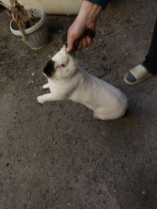 Калифорниийский кролик