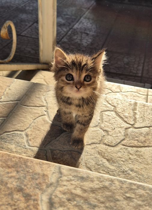 Котёнок, девочка