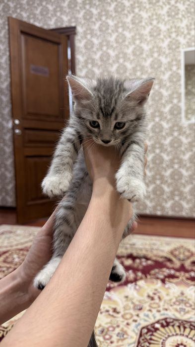 Британец 1,5 месяцев