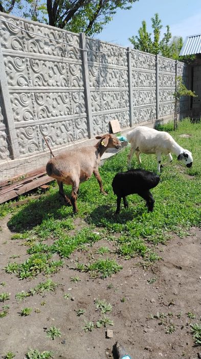 Продам Баранов хороших