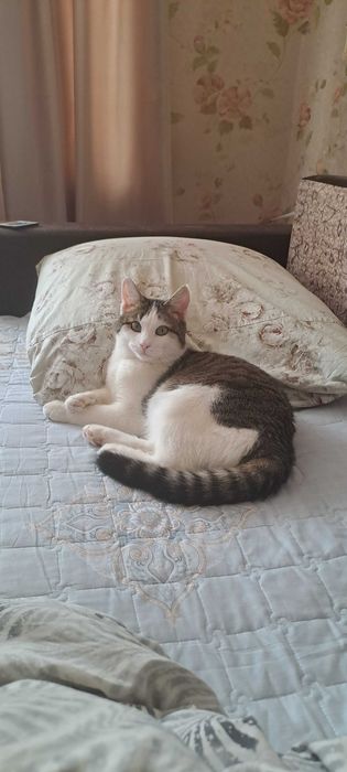 Отдам Кота в добрые руки